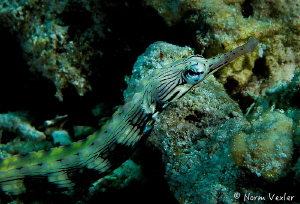 Network Pipefish at Pef, Raja Ampat. by Norm Vexler 